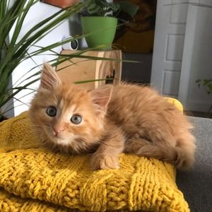 Meet your Posher, Annie